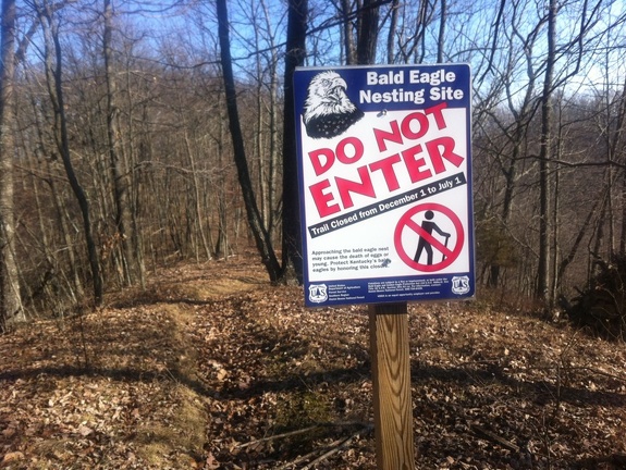 Eagle nesting